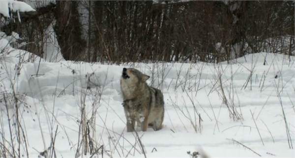 Radioactive Wolvesжŵͼ