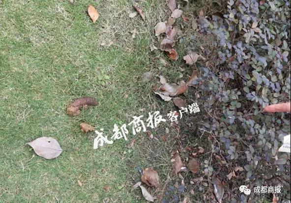 鿴ͼ